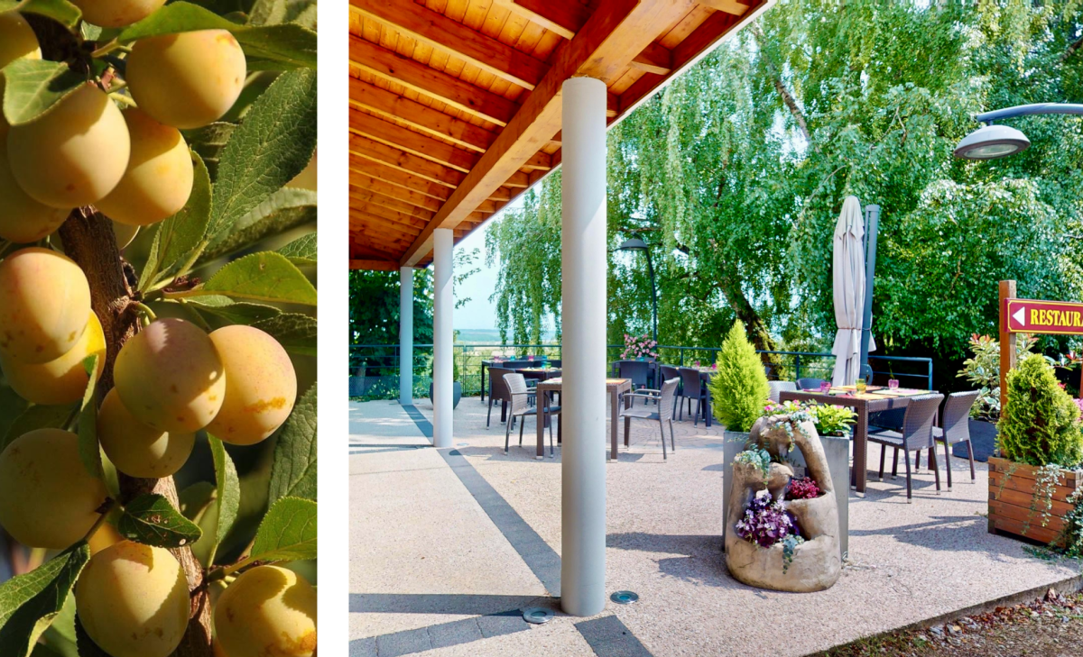 Le restaurant - Restaurant Domaine De Sion - restaurant SAXON-SION - Restaurant Saxon Sion - Restaurant Terrasse Saxon Sion - Restaurant Terrasse Colline de Sion - top resto SAXON-SION