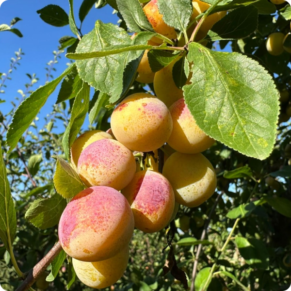 Évènements - Restaurant Domaine De Sion - restaurant SAXON-SION - Restaurant Saintois - Restaurant Saxon Sion