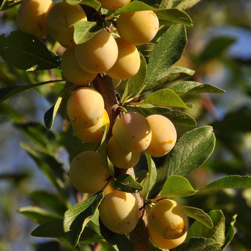 Le restaurant - Restaurant Domaine De Sion - restaurant SAXON-SION - Restaurant Saxon Sion - Restaurant Terrasse Saxon Sion - Restaurant Terrasse Colline de Sion